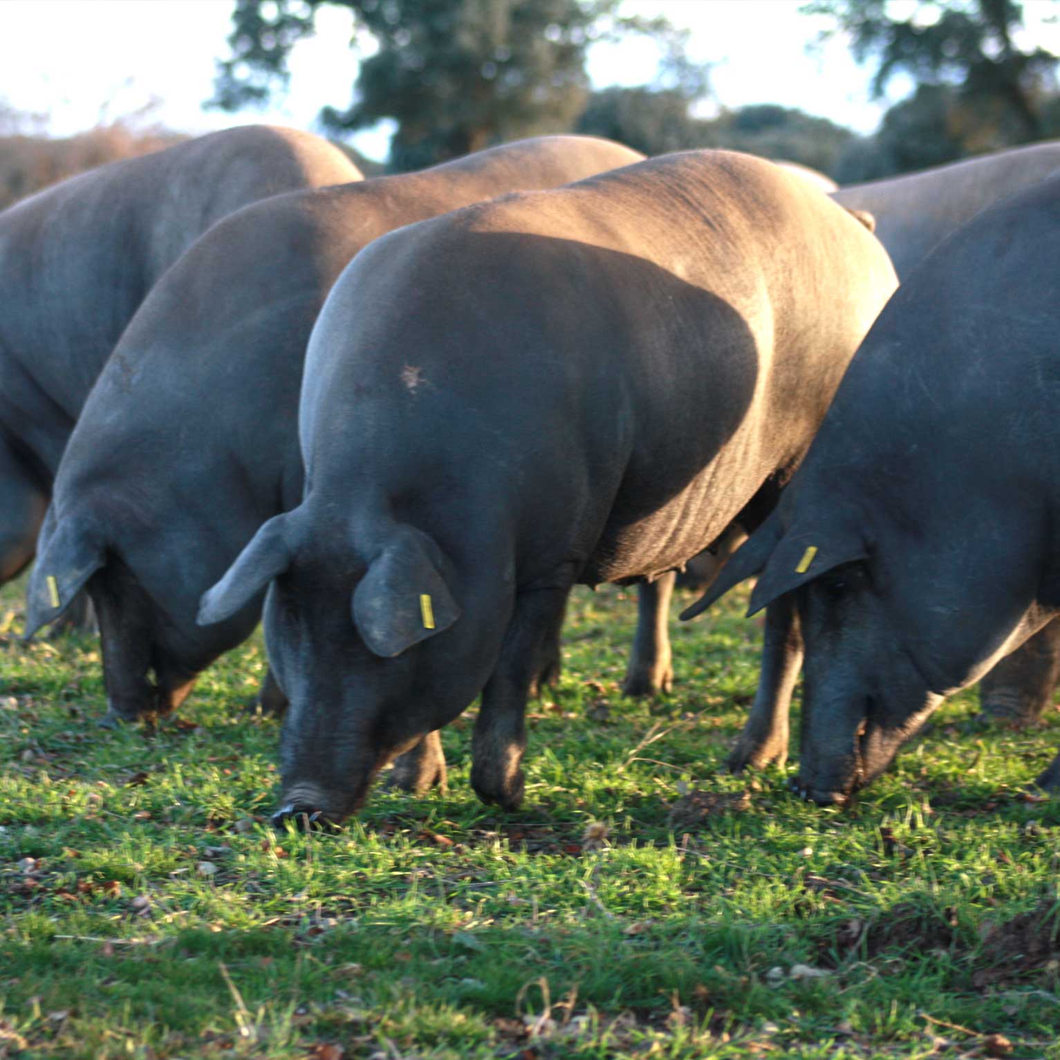 Distribuidores en Gipuzkoa embutidos de cerdos ibericos puros de bellota